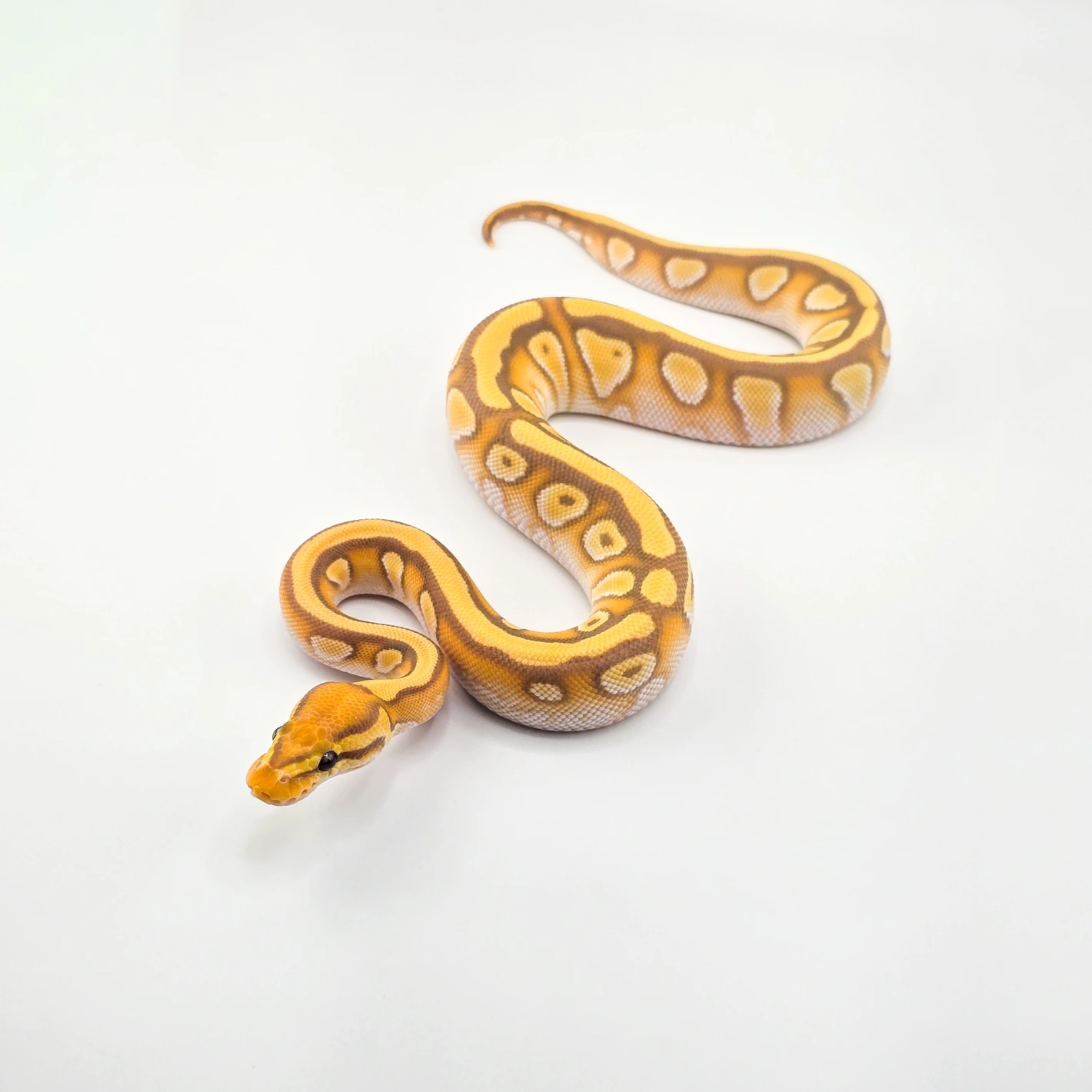 Banana, OD, YB, Fire, Mojave, Enchi, 66% Het Clown Ball Python by SDG ...