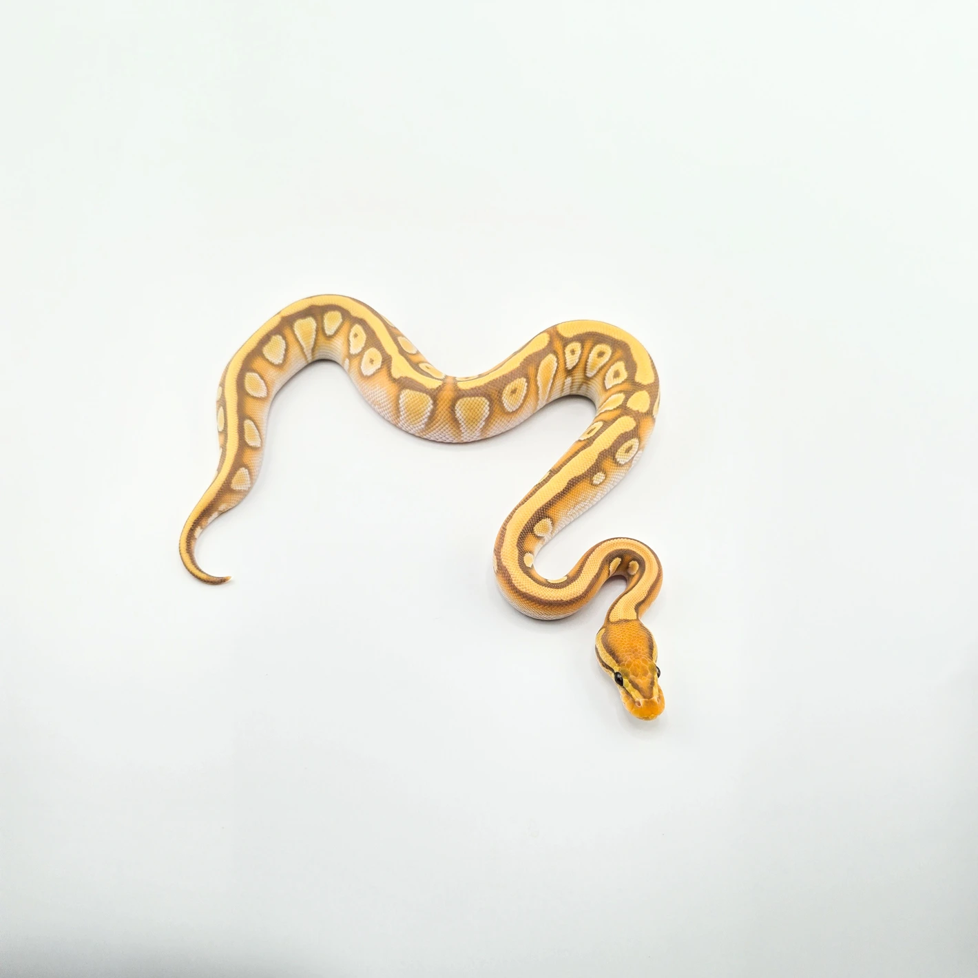 Banana, OD, YB, Fire, Mojave, Enchi, 66% Het Clown Ball Python by SDG ...