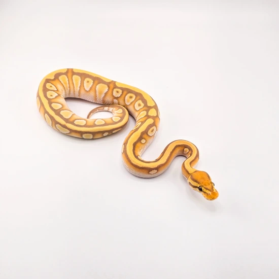 Banana, OD, YB, Fire, Mojave, Enchi, 66% Het Clown Ball Python by SDG ...