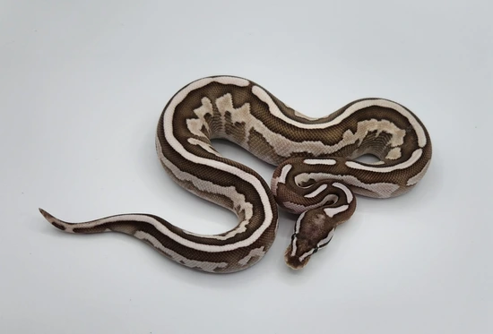 Lesser Spotnose Leopard Vpi Axanthic Ball Python by Reptile Collective