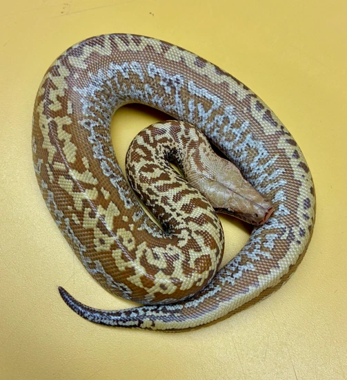 Batik T Positive Albino Female Blood Python by 616 Serpents