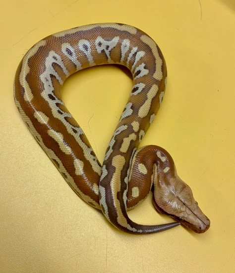 T Positive Albino Cherry Bomb Lines Female Blood Python by 616 Serpents