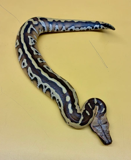 2025 CBE Stripe Het T + Albino Cherry Bomb Line Male Blood Python by ...