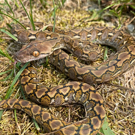 Sd Wild Type Reticulated Python by Reach Out Reptiles LLC