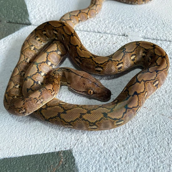 Sd Wild Type Reticulated Python by Reach Out Reptiles LLC