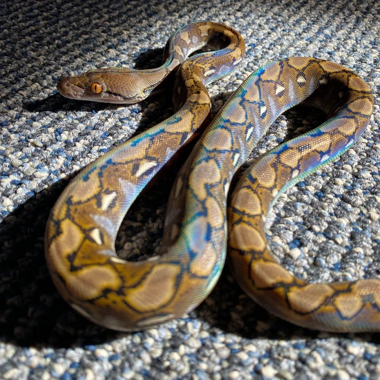 Titanium Royal Python Sd Citron 100% Het Titanium Reticulated Python by Reach Out Reptiles LLC