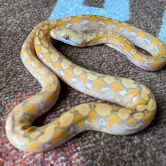 Sd Purple 50% Het Anery Reticulated Python by Reach Out Reptiles LLC
