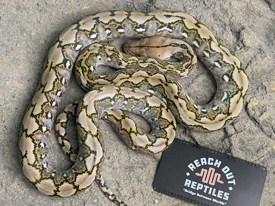 Kalatoah Tiger Reticulated Python Sd Pure Kalatoa Reticulated Python by Reach Out Reptiles LLC