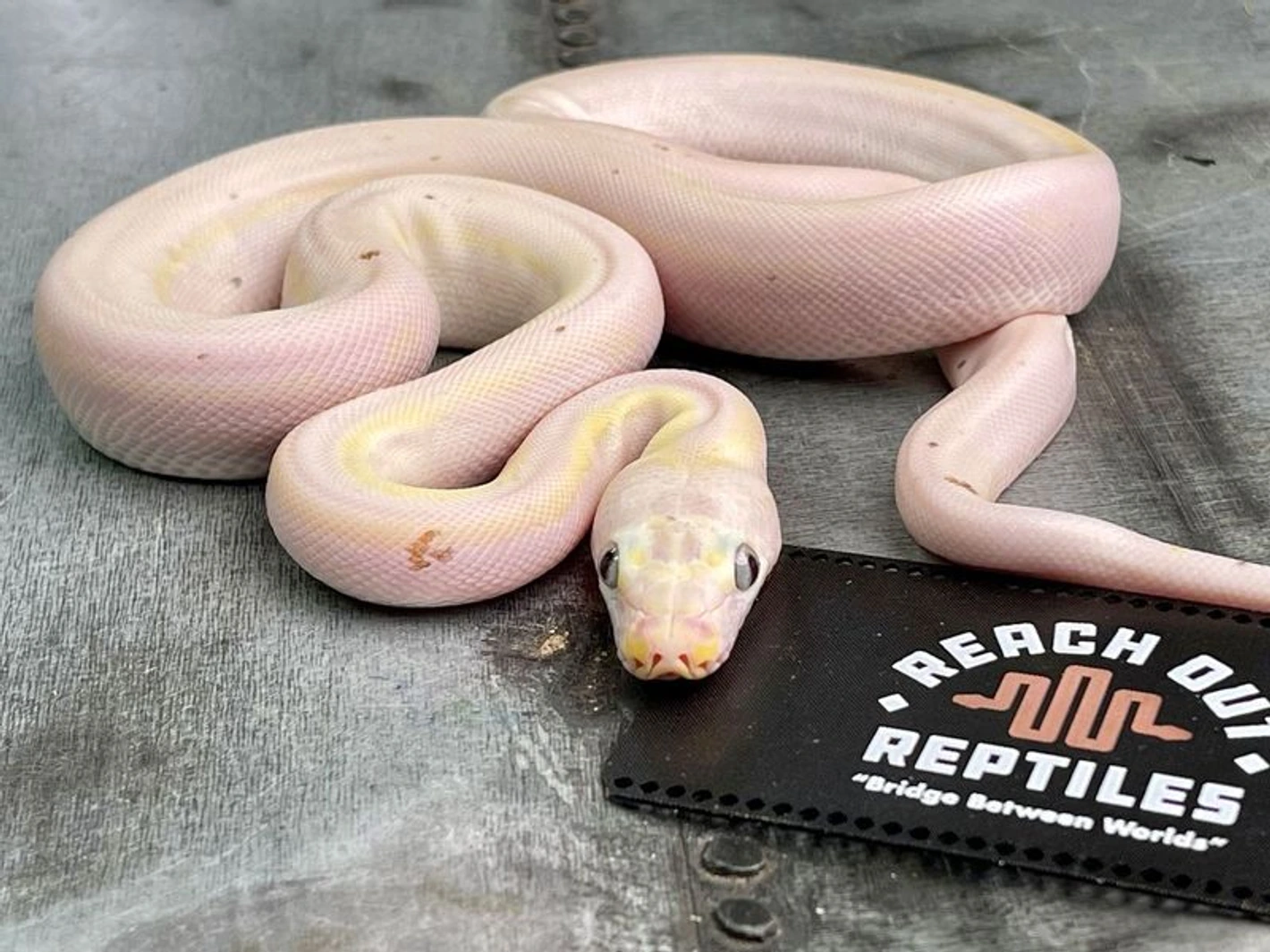 SD COW Reticulated Python by Reach Out Reptiles LLC