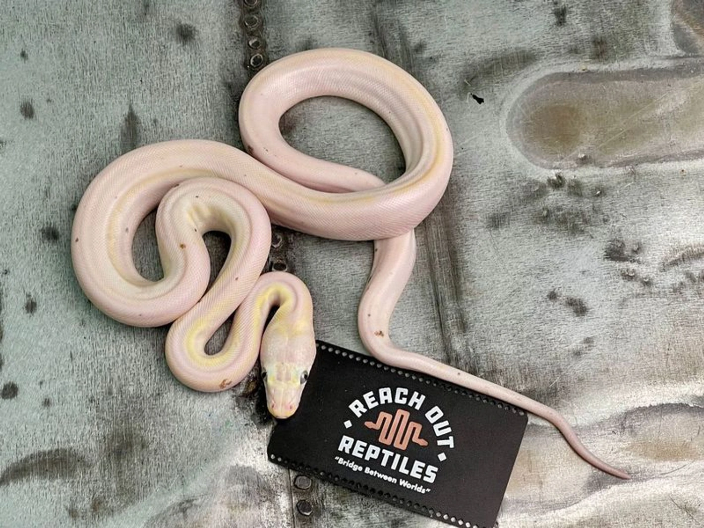 Cow Marble Reticulated Python SD COW Reticulated Python by Reach Out Reptiles LLC