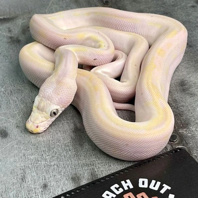 Super Dwarf Reticulated Pythons For Sale | MorphMarket