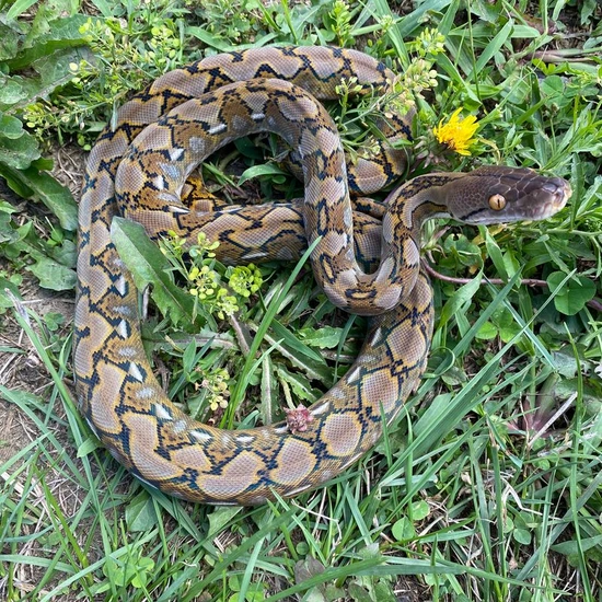 Super Dwarf Citron Het Titanium Reticulated Python by Reach Out ...