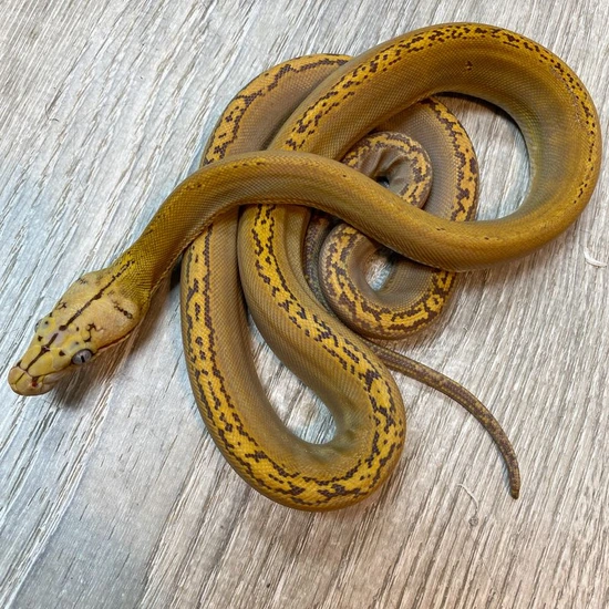 Dwarf Golden Child Orange Glow Snow 66%Het Anery Reticulated Python by ...
