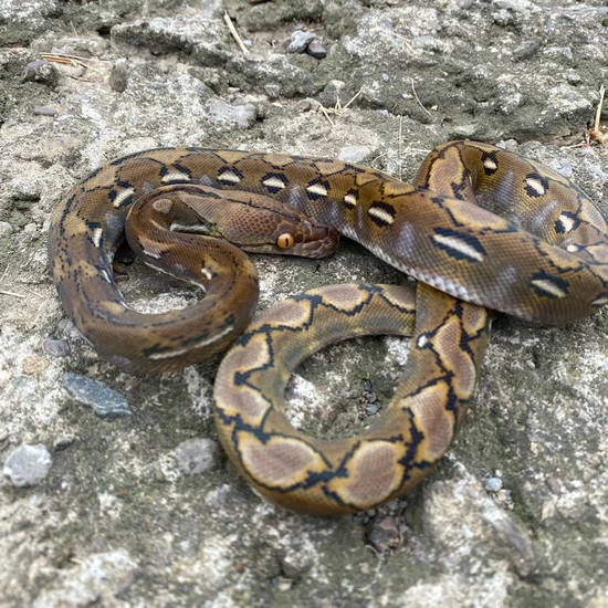Sd Citron 100% Het Titanium Reticulated Python by Reach Out Reptiles LLC