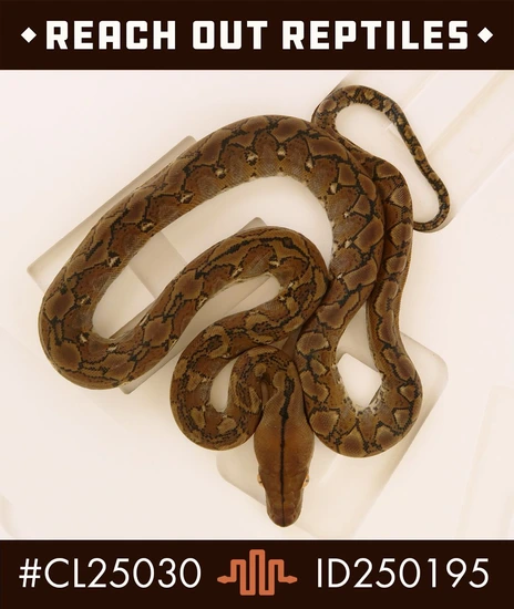 Sd Wild Type Reticulated Python by Reach Out Reptiles LLC