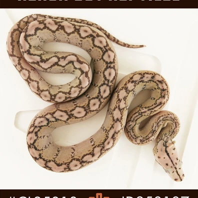Super Dwarf Reticulated Pythons For Sale | MorphMarket