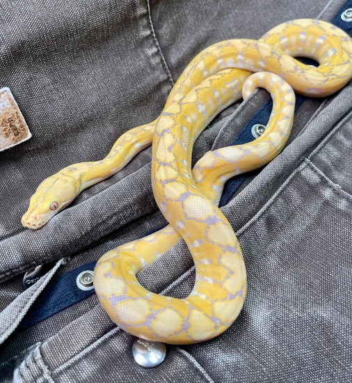 Super Dwarf - Purple Platinum Het Anery Reticulated Python by Reach Out ...