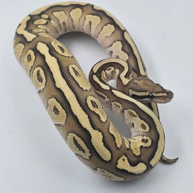 Lesser Dh Vpi Axanthic Clown Ball Python - male for sale from Recessive Wonder Morphs