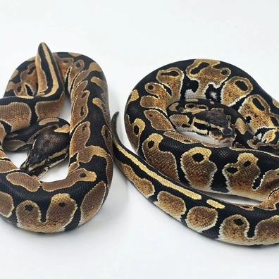 66% Dh Monarch/clown Ball Python - female for sale from Recessive Wonder Morphs
