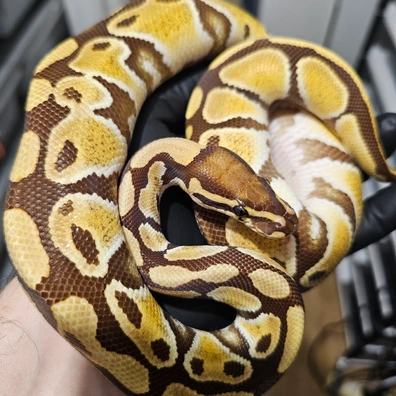 Monarch Het Clown Ball Python - female for sale from Recessive Wonder Morphs