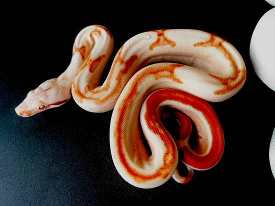 Junglow (POS Super Hypo) Boa Constrictor by Redemption Boas