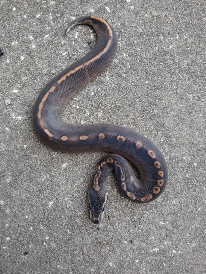 Black Calico Ball Python Sable Black Pastel Ghi Calico Ball Python by Redlin Reptiles