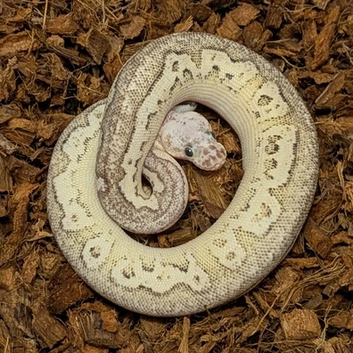 Pewter Fire Clown Ball Python - male for sale from Rednal Royals