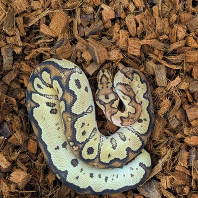 Fire Clown Ball Python - male for sale from Rednal Royals