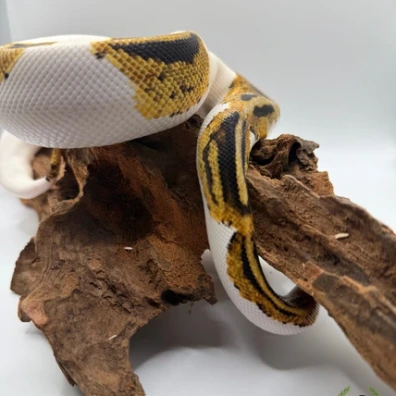 Ball Pythons Group/Königspython Gruppe Ball Python - unknown for sale from Legion Reptiles