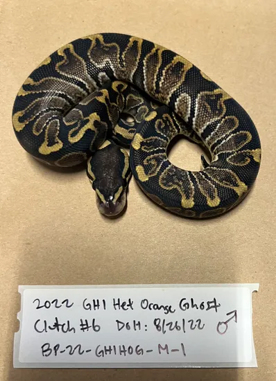 Ghi Het Orange Ghost Ball Python by Red River Reptiles