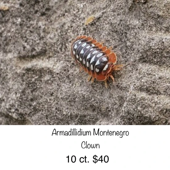 Armadillidium Montenegro Clown Isopod by Red Rock Geckos
