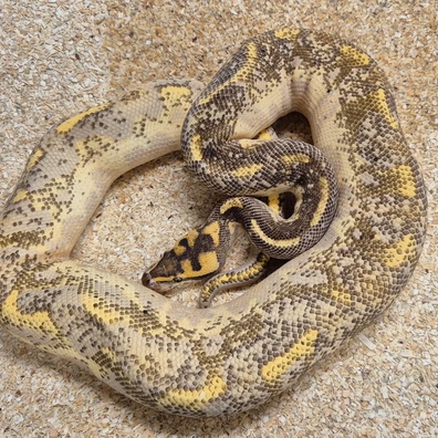 Enchi Leopard Freeway - Adult Breeder Male Ball Python - male for sale from Snakecanyon