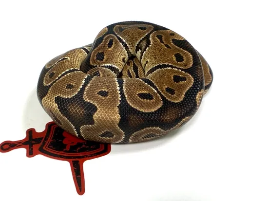 Joppa Het Albino Ball Python by Ectothermic Dungeon