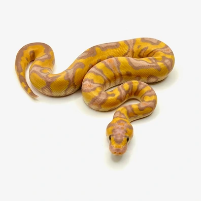 Banana Enchi Orange Dream Clown Ball Python - female for sale from Morphesta Reptiles