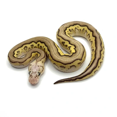 Butter Pastel Clown Desert Ghost Ball Python - male for sale from Morphesta Reptiles