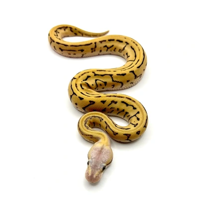 Lemon Blast Leopard Desert Ghost Het Clown Ball Python - male for sale from Morphesta Reptiles