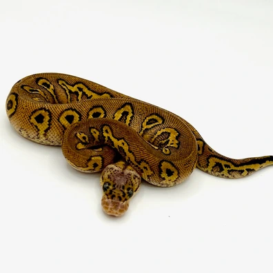 Pastel Red Stripe Spotnose Stranger Yellow Belly Clown