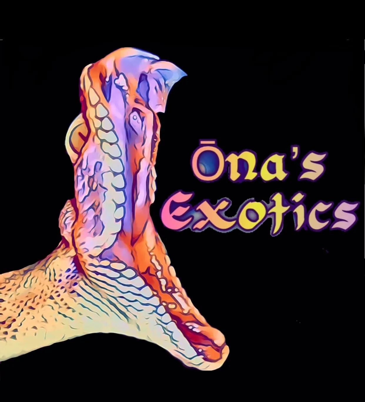 Brazilian Rainbow Boa Litter: ChuckXSkittles by Ona’s Exotics - MorphMarket