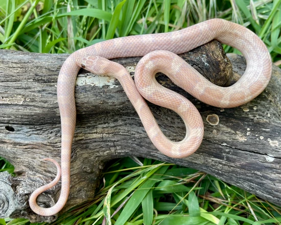 Orchid Corn Snake by Ona’s Exotics
