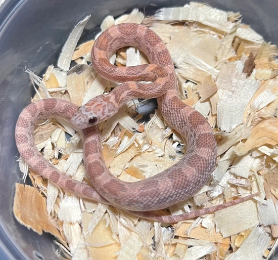 Orchid Corn Snake by Ona’s Exotics