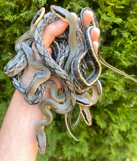 Vietnamese Blue Beauty’s Bulk Lot Or Individual Beauty Rat Snake by Ona ...