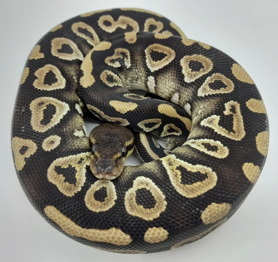 lesser poss yellow belly asphalt female ball python by... Cinnamon Mahogany Poss Yellow Belly Ball Python by Kings&Royals