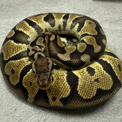 Pastel 66% DH DG/Clown