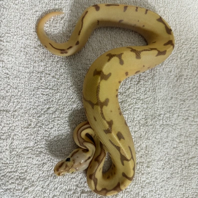 1.0 Banana Spider Leopard (POS. OD,Yb