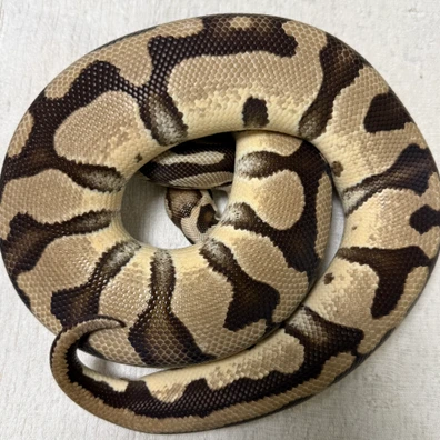1.0 Pastel OD DH Clown/Pied Ball Python - male for sale from René L