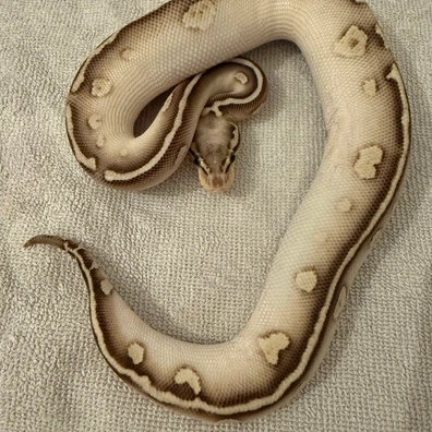 0.1 Pastel Butter Stranger Het Clown Ball Python - female for sale from René L