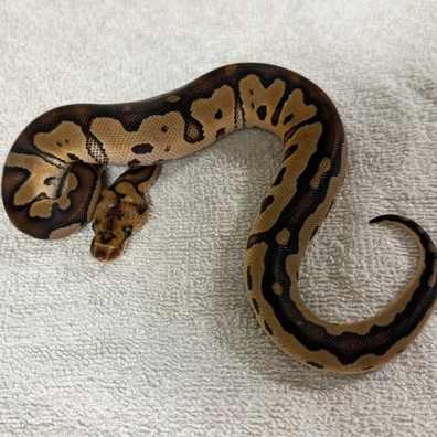 Clown Het DG Ball Python - male for sale from René L