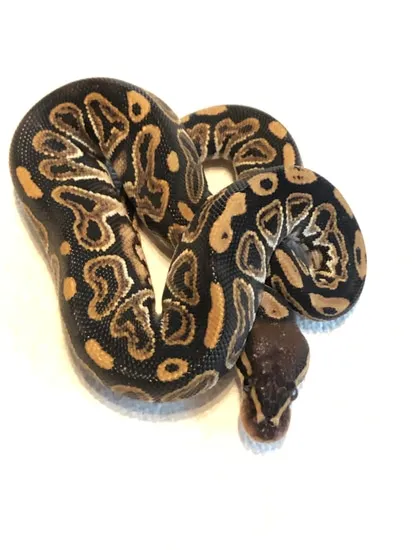 Black Pastel Trick Male Ball Python by Matzen's Morphs