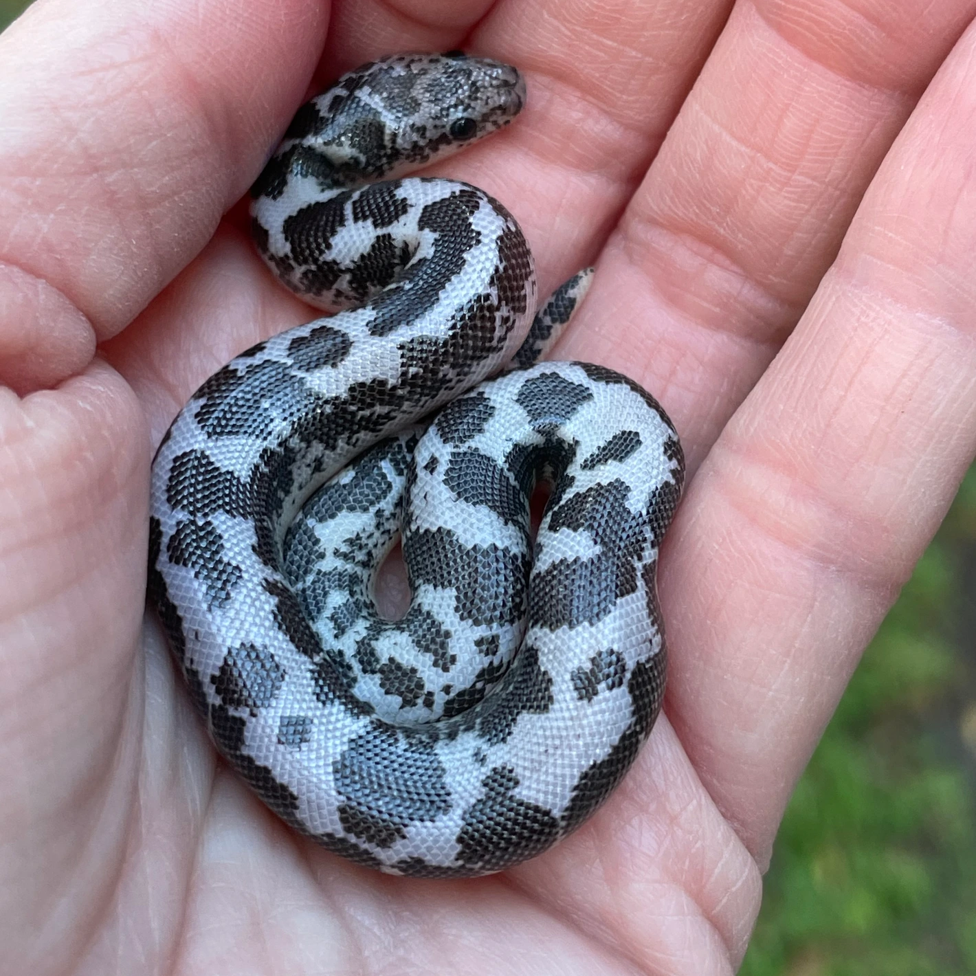 邦楽 Mardelas/Snake to Revive + morphose Snake to Metamorphose | Mardelas Official Website