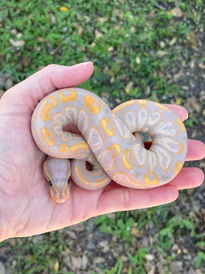 Female Banana Black Pastel Trick Ball Python by Matzen's Morphs